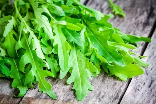 Dandelion arugula