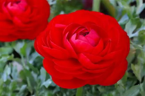 Ranunculus hårdfør? Sådan beskytter du dine planter