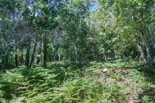 Ubicación del laurel: Cómo elegir el lugar ideal en el jardín