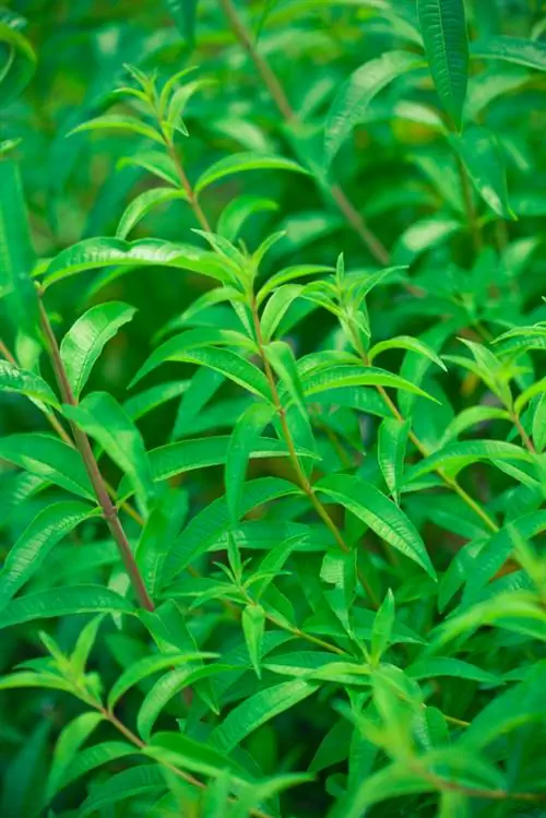 Lemon verbena hardy? Ito ay kung paano mo protektahan ang mga ito sa taglamig