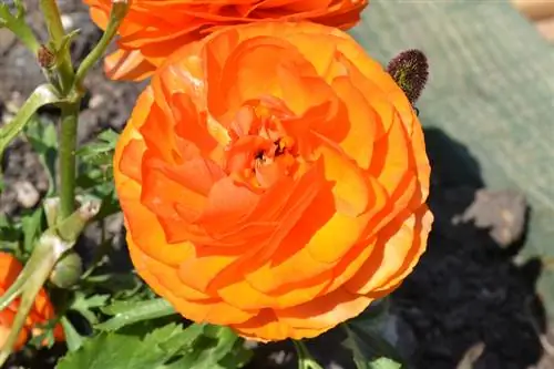 Ranunculus хэзээ цэцэглэдэг вэ?