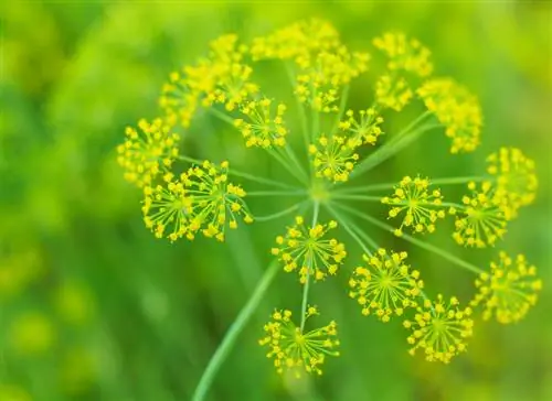 Dill blossom