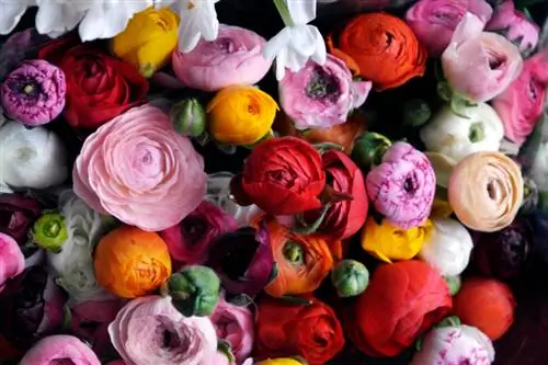 Colorful ranunculus: Bring color to your garden