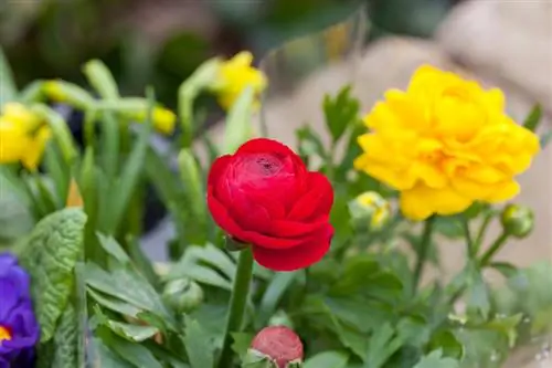 Ranunculus רב שנתי: עצות מועילות לגינה