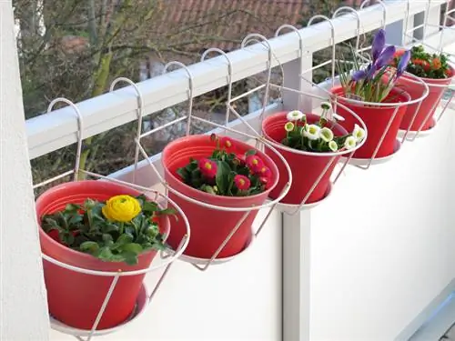 Ranunculus frumos pentru balcon: așa se dezvoltă perfect