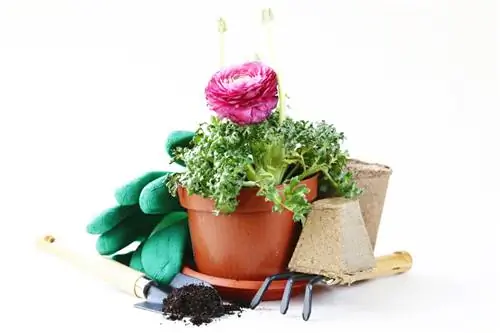 Ranunculus potted plant care