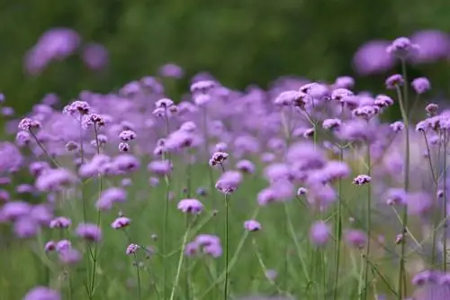 Verbena zaaien