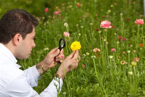 Ranunculus perenn eller ettårig