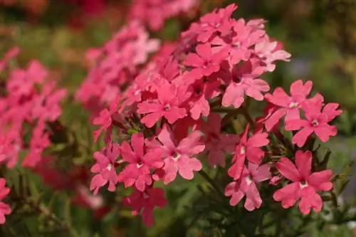 Cuidados com verbena