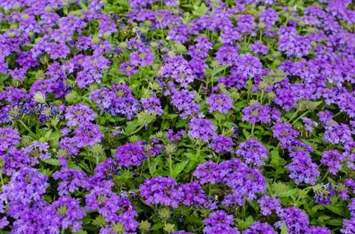 Balkon Verbena