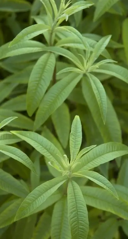 Overwinter Lemon Verbena