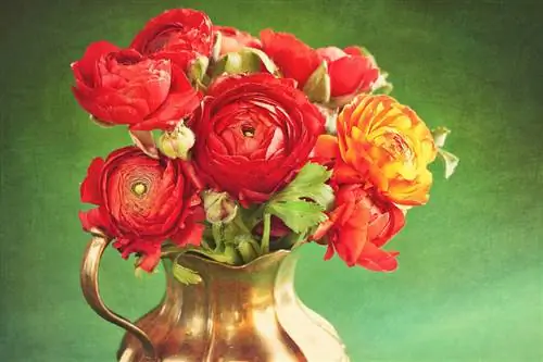 Ranunculus com a flors tallades: consells per a la cura i idees de combinació