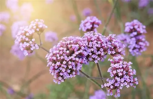 Verbena giftig