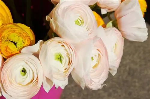 Ranunculus varieties: Discover the variety of flowers