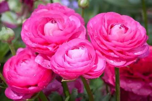 Ranunculus: kokia temperatūra idealiai tinka priežiūrai?