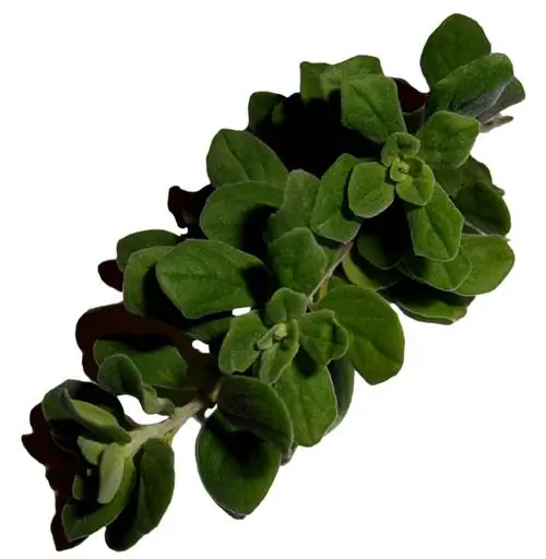 Basil poisonous