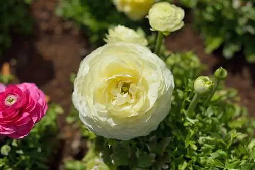 Ranunculus: маусым, күтім және тамаша кесілген гүлдер