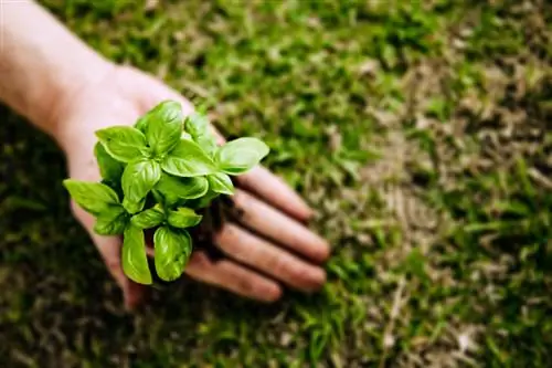 Albahaca en tu propio jardín: perfil e instrucciones de cultivo