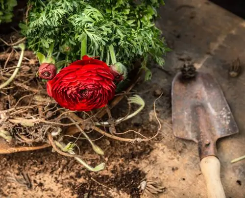 Ranunculus in bucket