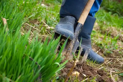 Ranúnculos que hibernan: consejos y trucos prácticos