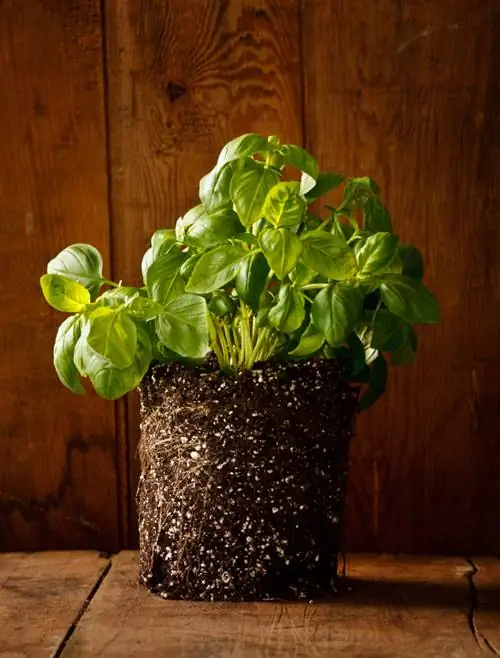 Basil wilts after purchase? Causes & Solutions