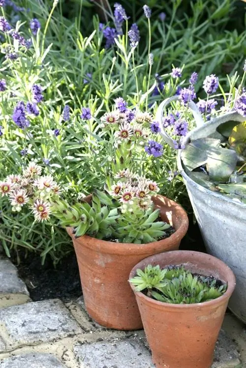 Balcone alla lavanda