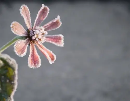 Zinnia Frost