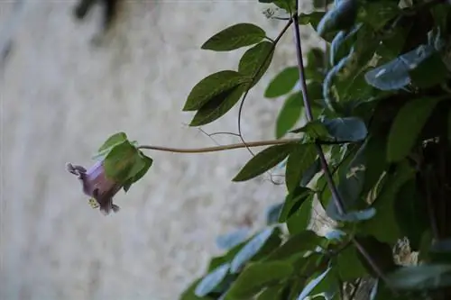 Réussir l'hivernage des vignes en cloche : voici comment procéder