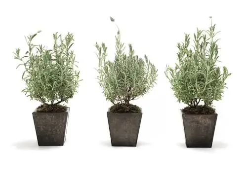 Propagating lavender: Growing offshoots made easy