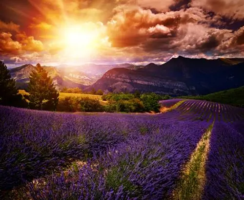 Flor de lavanda: quando e onde ela brilha mais lindamente