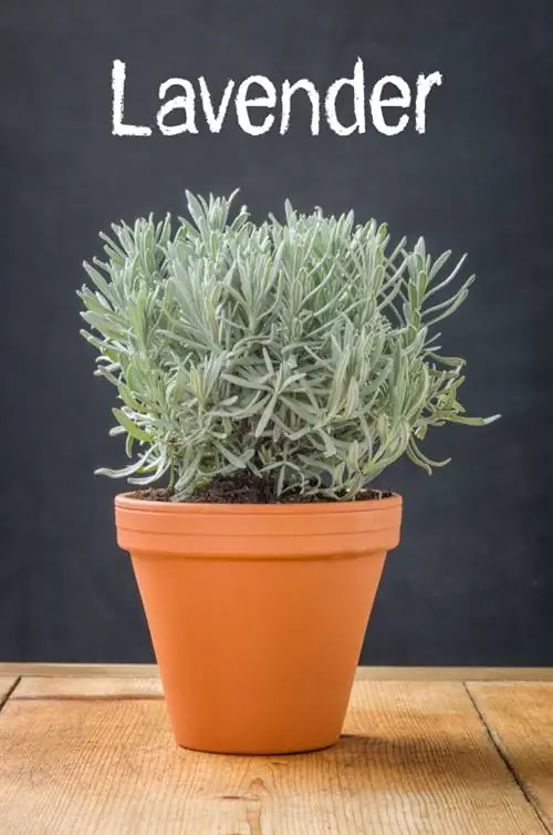 Lavanda en una olla