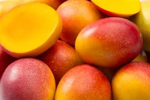 Mango when ripe