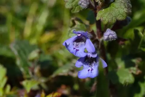 Flor de vid Gundel