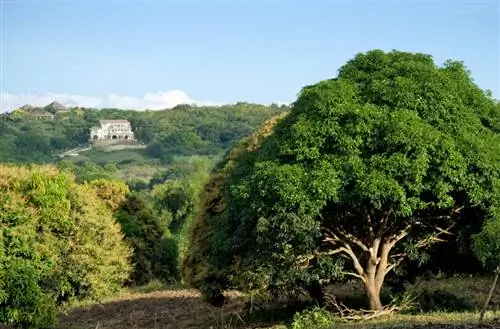 Alçada de l'arbre del mango