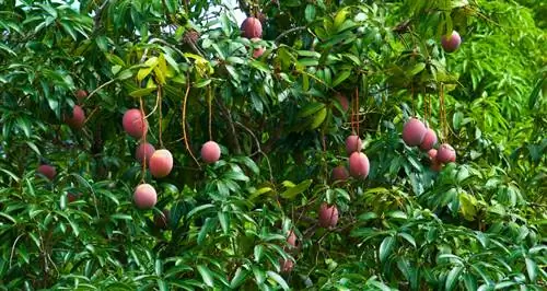 Mango ağacı dayanıklı mı? Donlu alanlar için çözüm