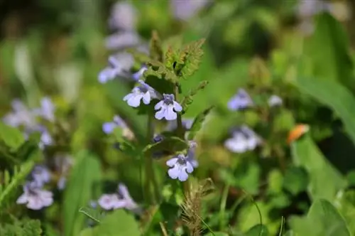 hồ sơ Gundelrebe