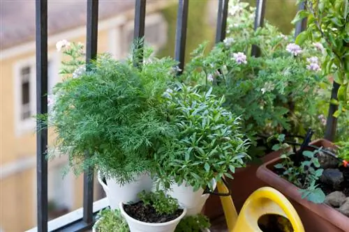 Mimea ya Oregano kwenye balcony: Hivi ndivyo unavyoweza kukuza yako mwenyewe