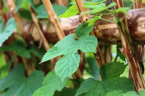 Coltivare il luppolo: Come coltivare il luppolo in giardino o in balcone