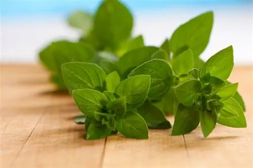 Thời điểm thu hoạch lá oregano: Khi nào là thời điểm tốt nhất để thu hoạch?