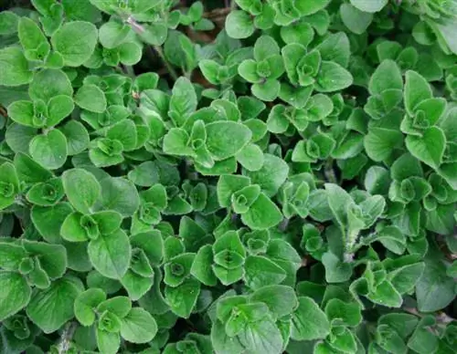 Meerjarige origanum