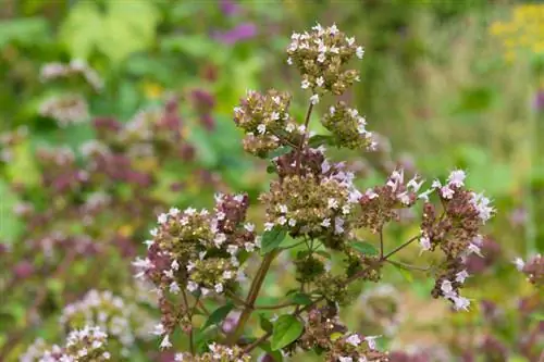 Oregano placering