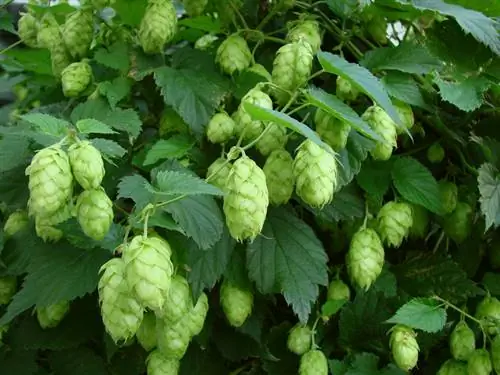 Verser le houblon