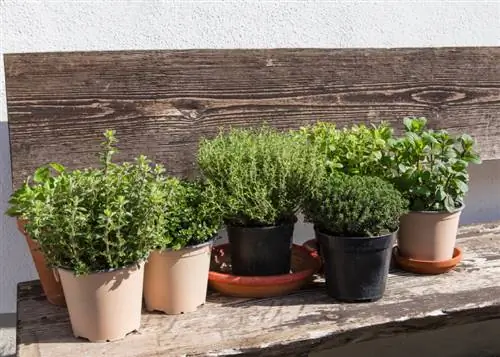 Oregano in de pot