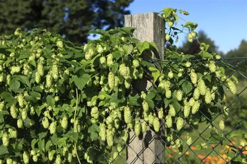 Le houblon comme haie