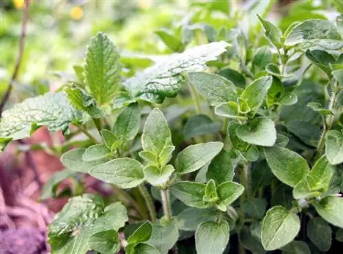 Oregano profili