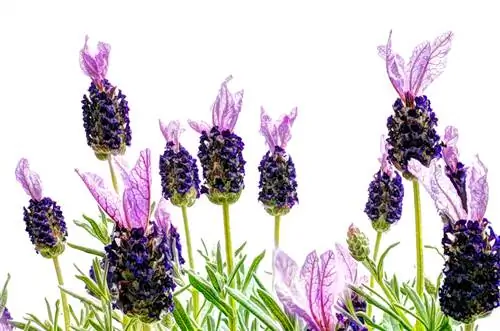 Lavender flowering time