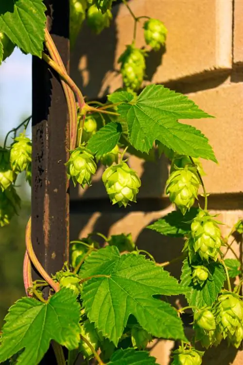 Luppolo nel secchio: Verde del balcone senza macchie sulla muratura