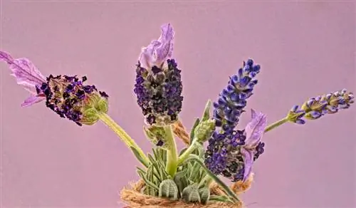 Crested lavanda vene