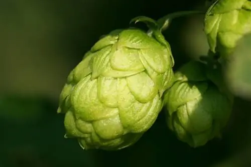 Hops femër