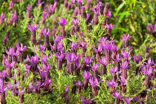 Lavanda crestata svernante